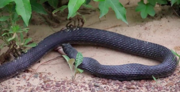 Video: Serpiente 'caníbal' vomita a otra víbora