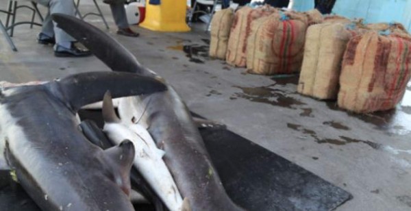 En carne de tiburón esconden cargamento de droga