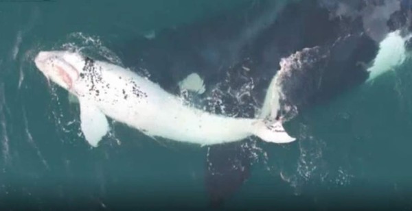Filman raro ballenato blanco en Australia