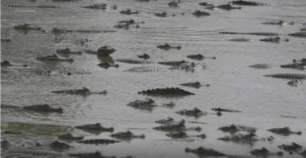 Caimanes buscan sobrevivir a mayor sequía en 19 años en el Chaco