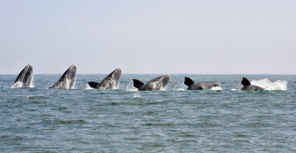 'A montage of phototgraphs showing the sequence of a breaching Southern Right WhaleHermanus, South Africa'