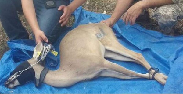 Rescatan a 19 venados cola blanca en Comayagua