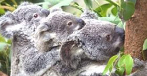 Nacen en Australia 3 koalas in vitro