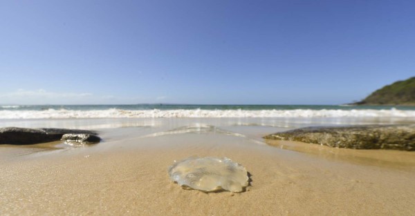 A jellyfish lies on the sand close to the water