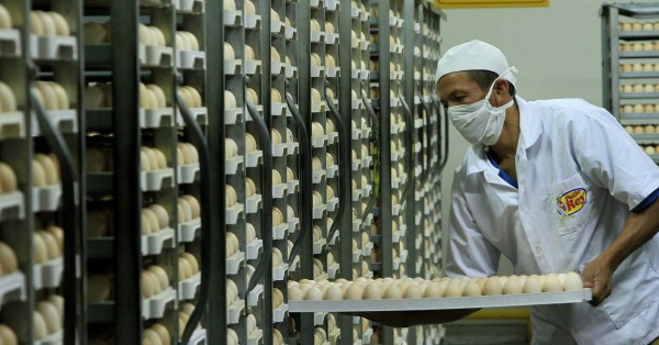 Honduras se alista para entrar al mercado de carne de pollo en Estados Unidos