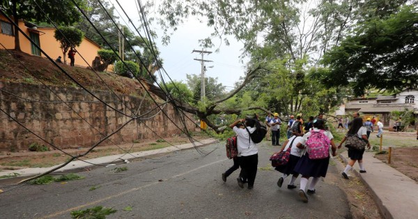 Vientos fuertes de 30 minutos dejan árboles y rótulos caídos en Tegucigalpa