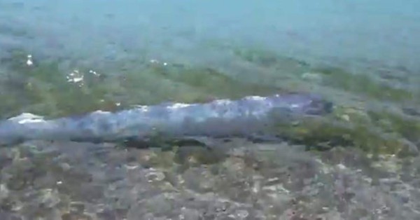 Video: El pez más largo del mundo fue captado en una playa de México