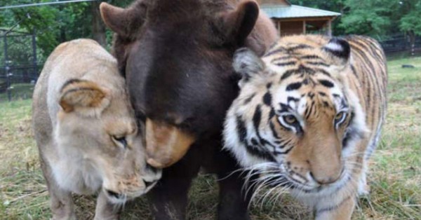 Oso, león y tigre vivieron maltratados, ahora son inseparables