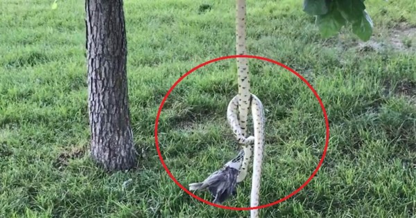 Video viral: Dos serpientes hambrientas se pelean por un pájaro