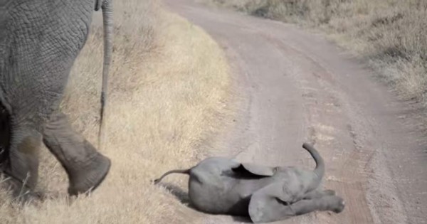 Video viral: Berrinche de bebé elefante causa ternura en redes