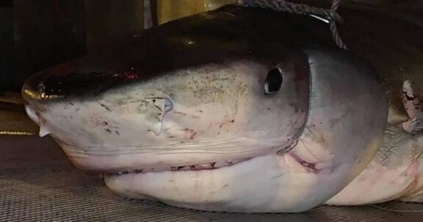 Insólito: tiburones devoran a turista mientras buceaba
