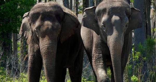 Llegan elefantes 'jubilados' de circos a su nueva reserva natural en Florida