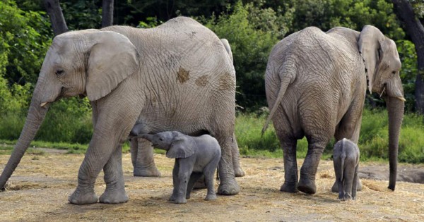 Transmiten desde México nacimiento de elefante africano y lo llaman Zoom