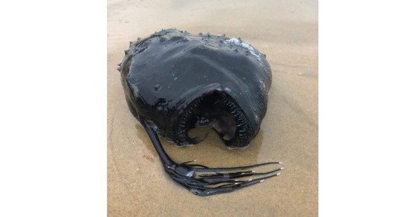 Foto viral: pez monstruoso aparece en playa de California