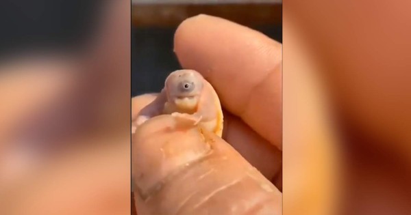 Video viral: tortuga 'alienígena' provoca asombro en Internet
