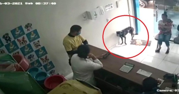 Video viral: Perro callejero entra a una veterinaria y muestra su patita lastimada para 'pedir ayuda'