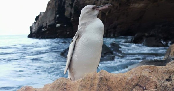 Avistan en Galápagos un pingüino con leucismo