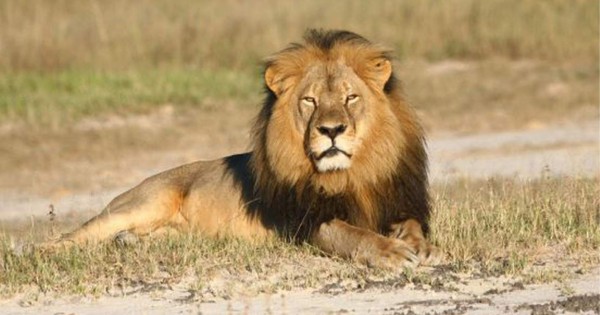 Foto viral: captan extraño momento en que un león abraza un árbol en Kenia