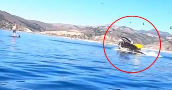 Video viral: enorme ballena casi se traga a dos kayakistas