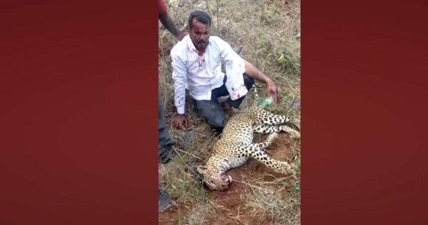 Video: hombre se enfrenta a leopardo a mano limpia y lo estrangula; salvó a su hija y esposa