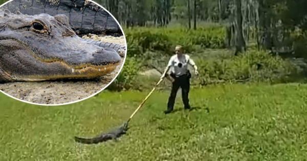 Video viral: Policía usa escoba para ahuyentar a un enorme caimán