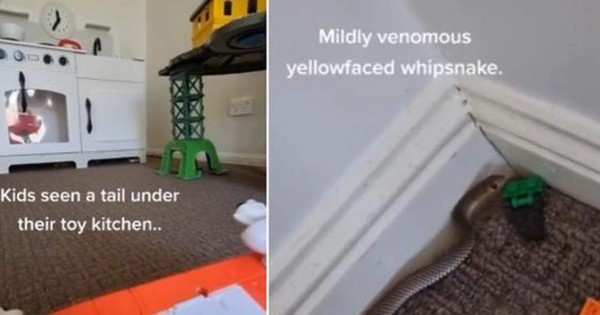 Video viral: Madre halla una serpiente venenosa en el cuarto de sus hijos