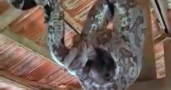 Video viral: Gigantesca anaconda es sorprendida cazando a un roedor en un gallinero