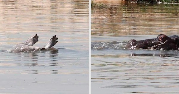 Video viral: primer video de un hipopótamo llorando la muerte de su cría