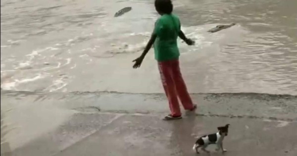 Video viral: mujer espanta a enorme cocodrilo con una chancleta