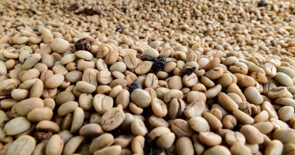 Honduras vende 873.32 millones de dólares en café