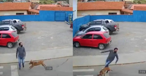 Impactante video viral del momento en que un perro 'arrolla' a un hombre