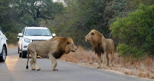 Dos leones devoran a un joven rastreador en Sudáfrica