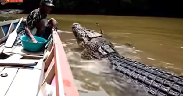 Video viral YouTube: Hombre alimenta a monstruoso cocodrilo