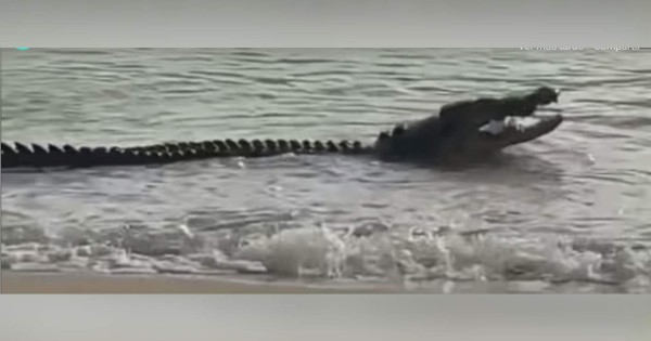 Video viral: Monstruoso cocodrilo se come dos tiburones en una playa