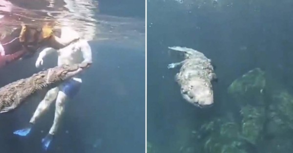 'Panchito', un gigantesco cocodrilo se hace viral por nadar con turistas