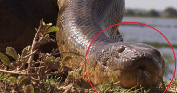 Video viral: gigantesca serpiente pitón atrapa y enrolla a hombre en Indonesia