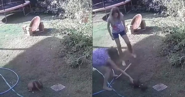 Video viral: Mujer se enfrenta a una pitón para salvar a su cachorro