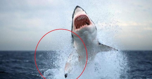 Video viral: Dron capta momento en que tiburón blanco devora a una raya