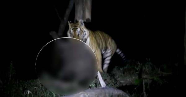 Impactante video de un tigre cazando y devorando a un elefante en la India