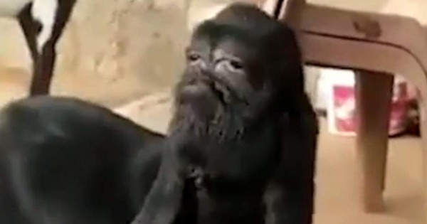 Video viral: nace cabra con ‘rostro humano’ y la adoran como una deidad  