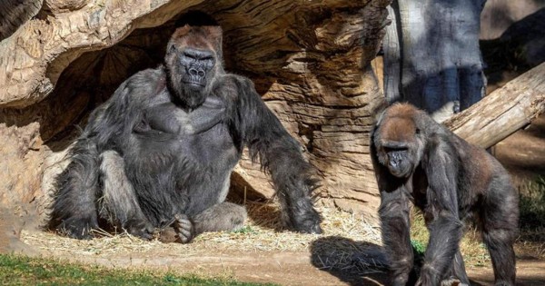 Enferman de covid-19 gorilas del Zoológico de San Diego