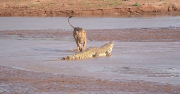 Video viral: brutal pelea entre cocodrilo y leones tiene final inesperado