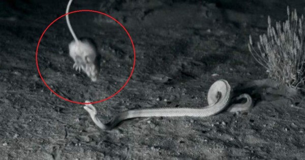 Video viral Google: 'Ratas ninja' esquivan los ataques de serpientes de cascabel