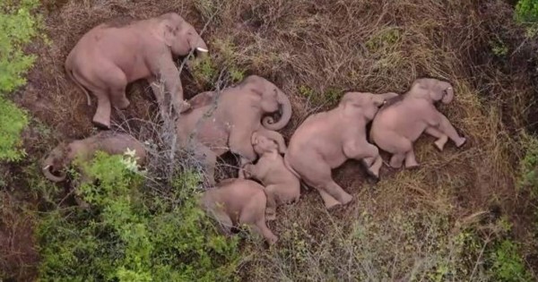 Manada de elefantes se echa una siesta durante su épica odisea en China