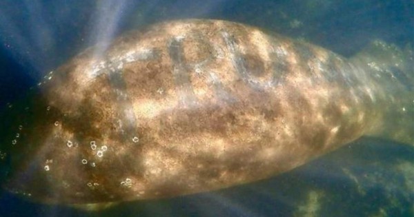 Buscan al culpable de escribir 'Trump' en la espalda de un manatí de Florida