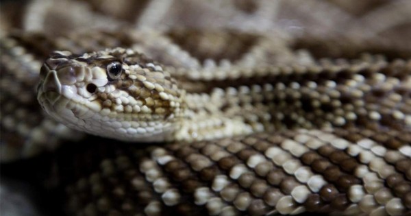 Las serpientes de cascabel engañan con su sonido a las posibles amenazas