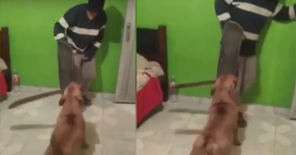 Video viral: pitbull ‘endiablado’ ataca a machetazos a su dueño