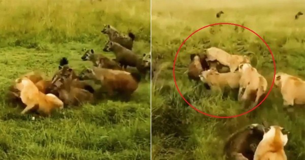 Video viral: leonas se enfrentan a una manada de hienas para salvar a su compañera