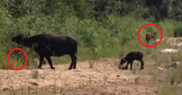 Video viral: Un búfalo se enfrenta a un leopardo y a un león para proteger a su cría
