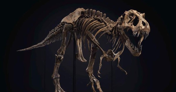 El T. Rex Stan arrasa en Nueva York y se subasta por 32 millones de dólares